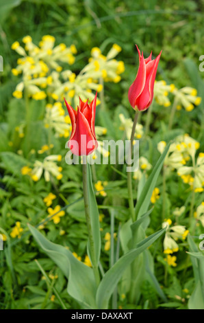 Giglio fiorito (tulip tulipa aladdin) e cowslip (primula veris) Foto Stock