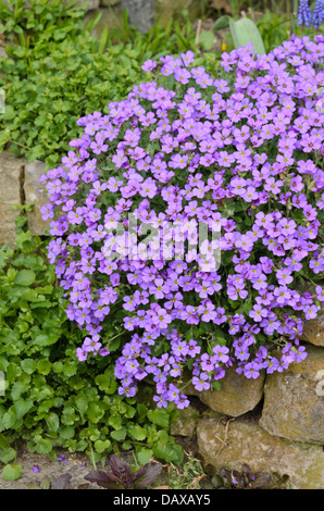 Roccia viola il crescione (aubrieta deltoidea) Foto Stock