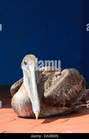 Brown Pelican, Pelecanus occidentalis, Puerto Ayora, Isola di Santa Cruz, Isole Galapagos, Ecuador Foto Stock