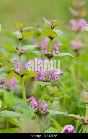 Avvistato dead ortica (lamium maculatum) Foto Stock