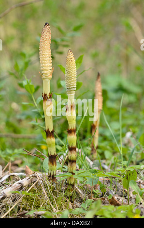 Equiseto gigante (equisetum giganteum) Foto Stock