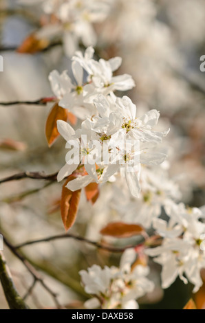 Servizio di roverella berry (amelanchier arborea) Foto Stock