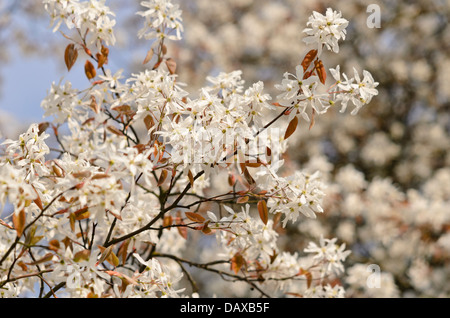 Servizio di roverella berry (Amelanchier arborea) Foto Stock