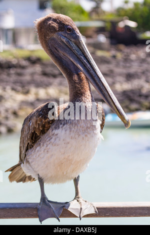 Brown Pelican, Pelecanus occidentalis, Puerto Ayora, Isola di Santa Cruz, Isole Galapagos, Ecuador Foto Stock