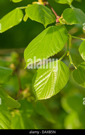 Piangendo argento TIGLIO (tilia petiolaris) Foto Stock