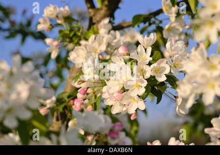 Siberian crab apple (malus baccata) Foto Stock