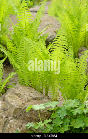 Struzzo (felce Matteuccia struthiopteris) Foto Stock