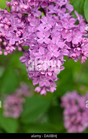 Comune (lilla Syringa vulgaris 'mme lemoine') Foto Stock