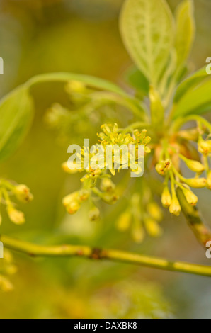 Sassafras albidum Foto Stock