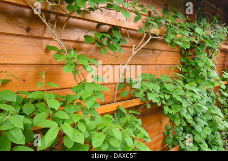 Hardy (kiwi actinidia arguta 'Milano') Foto Stock