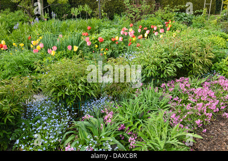 I tulipani (tulipa) siberiano bugloss (brunnera macrophylla syn. myosotis macrophylla) e strisciante phlox (phlox stolonifera " velluto viola'). design: Foto Stock