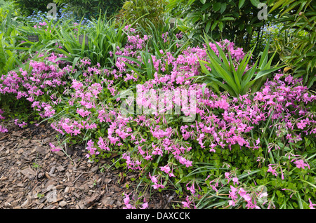 Lo spunto da fermi (phlox phlox stolonifera " velluto viola') Foto Stock