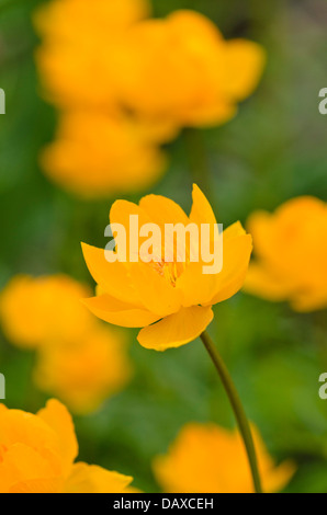 Asian globeflower (trollius asiaticus) Foto Stock