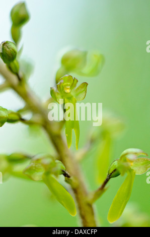 Twayblade comune (Listeria ovata syn. neottia ovata) Foto Stock