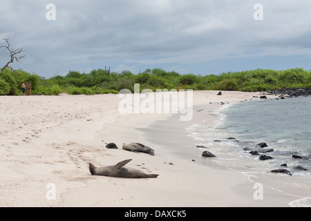 Le Galapagos Sea Lion, Zalophus wollebaeki, La Loberia, Spiaggia, San Cristobal Island, Isole Galapagos, Ecuador Foto Stock