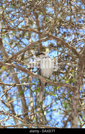 Le Galapagos Mockingbird, Mimus parvulus, Isola di Santa Cruz, Isole Galapagos, Ecuador Foto Stock