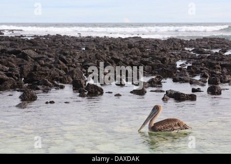 Brown Pelican, Pelecanus occidentalis, Puerto Ayora, Isola di Santa Cruz, Isole Galapagos, Ecuador Foto Stock