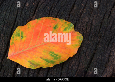 Colori d'autunno cadono le foglie santol isolati su grunge texture di legno sfondo Foto Stock