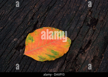 Colori d'autunno cadono le foglie santol isolati su grunge texture di legno sfondo Foto Stock