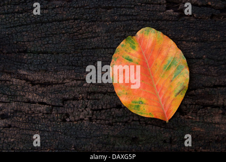 Colori d'autunno cadono le foglie santol isolati su grunge texture di legno sfondo Foto Stock