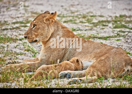 Leonessa con molto giovane cub (Panthera Leo), Chitabe, Okavango Delta, Botswana, Africa Foto Stock