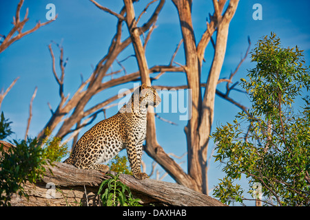 Leopard femmina (Panthera pardus) seduto su un ramo di un albero morto, Chitabe, Okavango Delta, Botswana, Africa Foto Stock