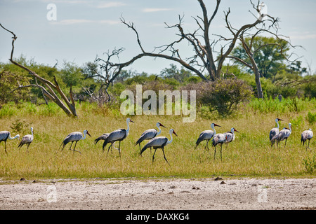 Wattled gru (Bugeranus carunculatus), Chitabe, Okavango Delta, Botswana, Africa Foto Stock