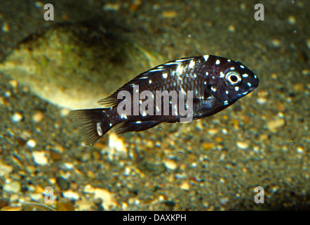 Giovani White-Spotted Cichlid Tropheus duboisi, Cichlidae, Lago Tanganiyika, Africa Foto Stock