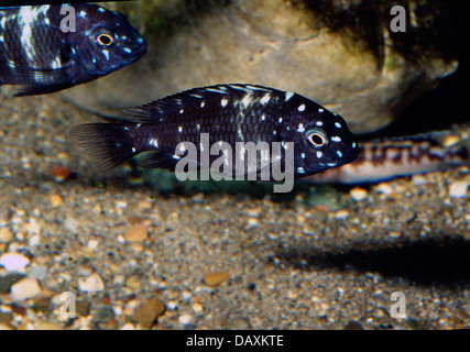 Giovani White-Spotted Cichlid Tropheus duboisi, Cichlidae, Lago Tanganiyika, Africa Foto Stock