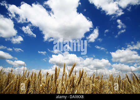 Un campo di grano contro un blu cielo nuvoloso Foto Stock