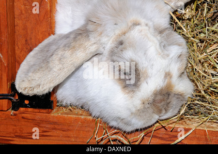 In prossimità di una nana Lop (Mini Lop) coniglio in un hutch. Foto Stock