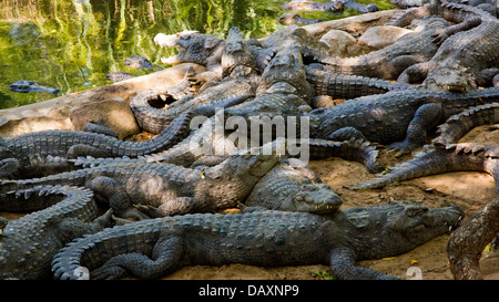 Coccodrilli in uno zoo, Mahabalipuram, Kanchipuram District, Tamil Nadu, India Foto Stock