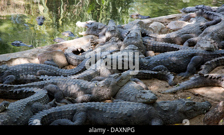 Coccodrilli in uno zoo, Mahabalipuram, Kanchipuram District, Tamil Nadu, India Foto Stock