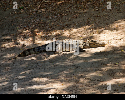 Coccodrillo in appoggio sulla sabbia in uno zoo, Mahabalipuram, Kanchipuram District, Tamil Nadu, India Foto Stock