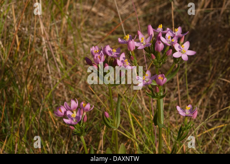 Centaury comune (Centuarium erythraea) in fiore Foto Stock