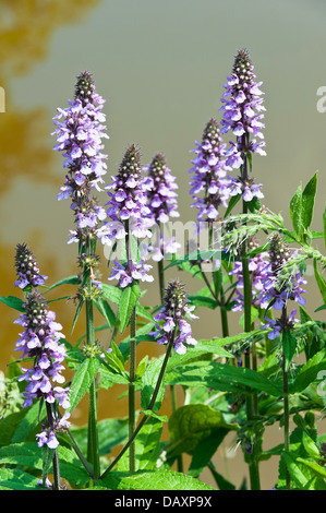 Viola Marsh Woundwort picchi di fiore in fiore sulla strada alzaia di Trento e Mersey Canal vicino Rode Heath CHESHIRE REGNO UNITO Foto Stock