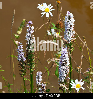 Spotted-Orchid comune fiori sulla strada alzaia di Trento e Mersey Canal vicino Rode Heath Cheshire England Regno Unito Regno Unito Foto Stock