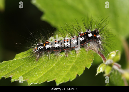 Close-up di un bruco del maschio giallo-tail Tarma (Euproctis similis, a.k.a. Goldtail falena o falena Swan) Foto Stock