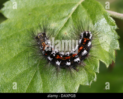 Close-up di un bruco del maschio giallo-tail Tarma (Euproctis similis, a.k.a. Goldtail falena o falena Swan) Foto Stock