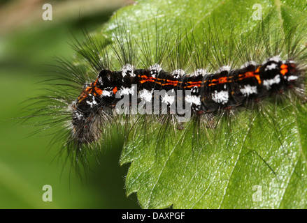 Close-up di un bruco del maschio giallo-tail Tarma (Euproctis similis, a.k.a. Goldtail falena o falena Swan) Foto Stock