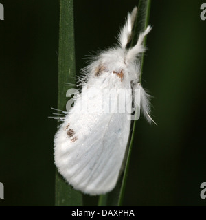 Maschio giallo-coda di Tarma (Euproctis similis, a.k.a. Goldtail falena o falena Swan) in posa su una lama di erba Foto Stock