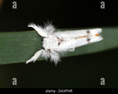 Maschio giallo-coda di Tarma (Euproctis similis, a.k.a. Goldtail falena o falena Swan) in posa su una lama di erba Foto Stock