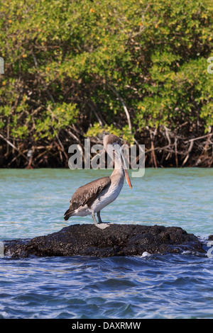 Brown Pelican, Pelecanus occidentalis, Isabela Island, Isole Galapagos, Ecuador Foto Stock