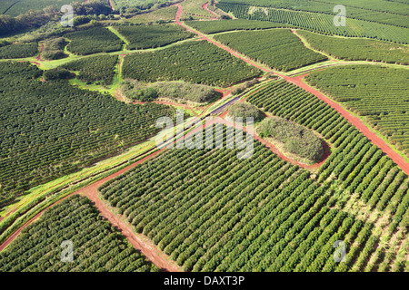 Piantagioni di caffè in Kauai, Hawaii visto dall'elicottero. Foto Stock