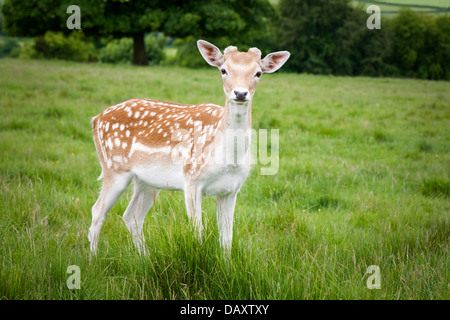 Giovane daino in un campo nel Somerset. Foto Stock