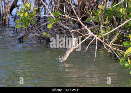 Airone di lava, Butorides sundevalli, noto anche come le Galapagos Heron, in agguato, Punta Mangle, Fernandina Island, Isole Galapagos Foto Stock