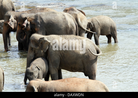 Elefanti asiatici IN MAHA OYA FIUME PINNAWALA ELEPHANT ORPHANGE SRI LANKA 12 Marzo 2013 Foto Stock