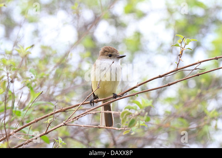 Le Galapagos Flycatcher, Myiarchus magnirostris, grandi fatturati Flycatcher, Puerto Egas, isola di Santiago, Isole Galapagos, Ecuador Foto Stock