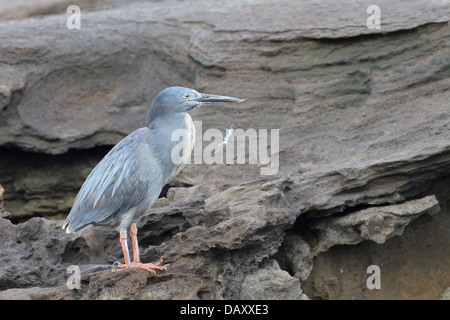 Airone di lava, Butorides sundevalli, noto anche come le Galapagos Heron, Puerto Egas, isola di Santiago, Isole Galapagos, Ecuador Foto Stock