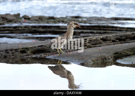 Airone di lava, Butorides sundevalli, noto anche come le Galapagos Heron, Puerto Egas, isola di Santiago, Isole Galapagos, Ecuador Foto Stock